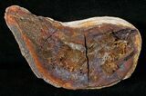 Boreosomus Fossil Fish From Madagascar - Triassic #16744-1